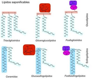 Estructura molecular de esteroides